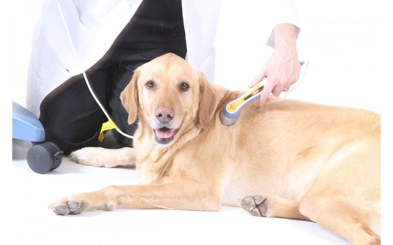 Chattanooga Intelect Vet 動物醫用多功能物理治療工作站